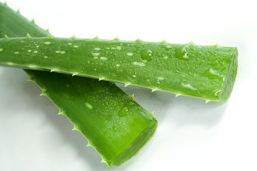 aloe-3986306__340