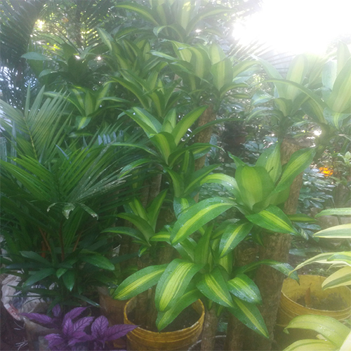 Plantas-para-fecebook-shop-2